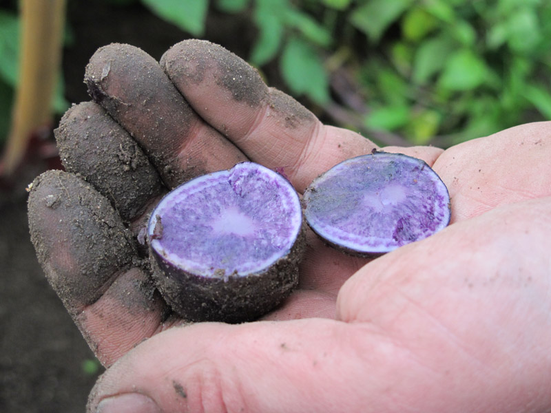Solanum tuberosum Blå Congo-3