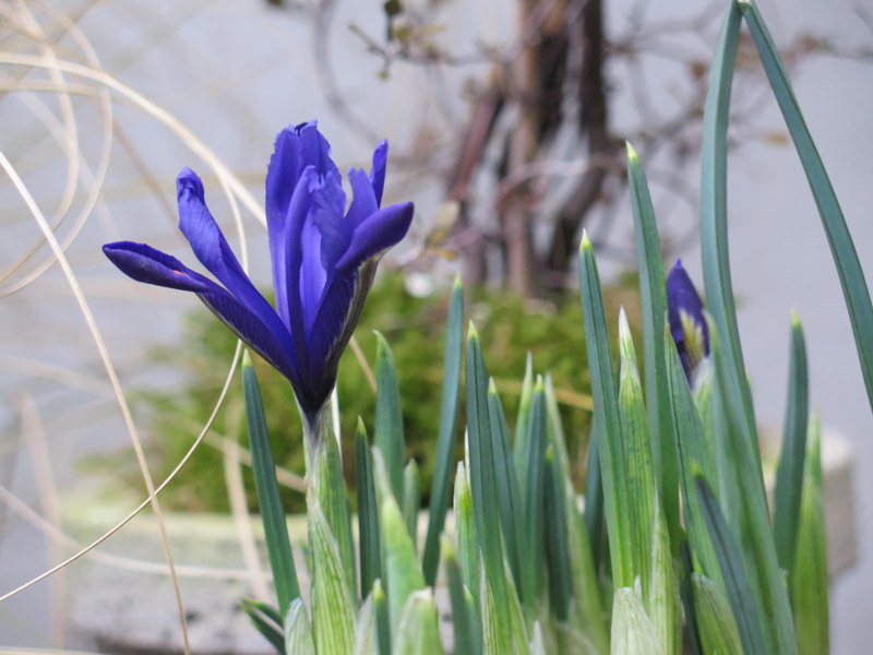 Iris reticulata 16-7