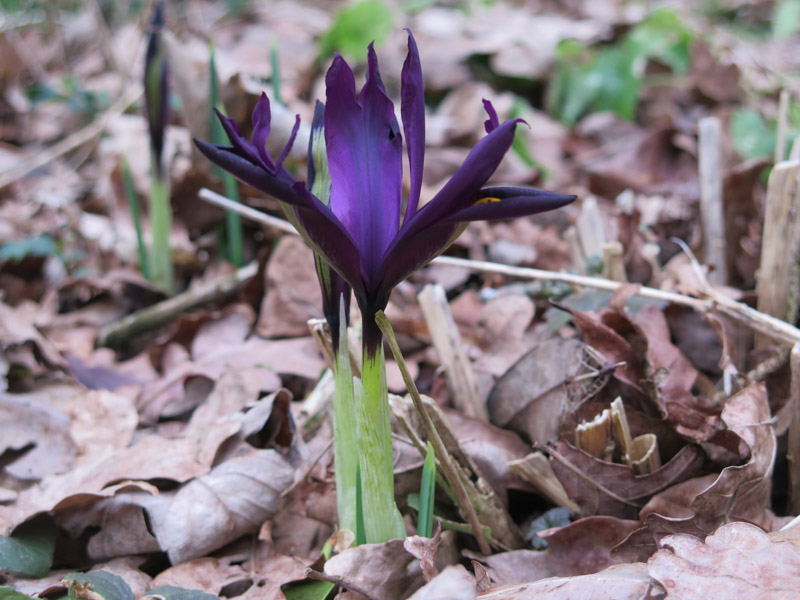 Iris reticulata-47