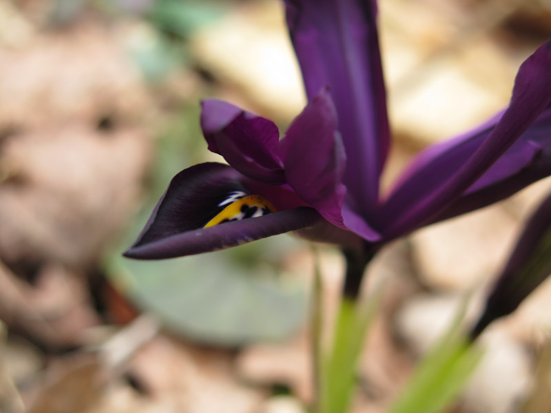 Iris reticulata-48