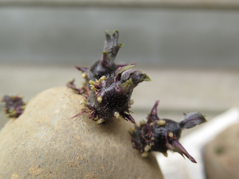 Solanum tuberosum-223