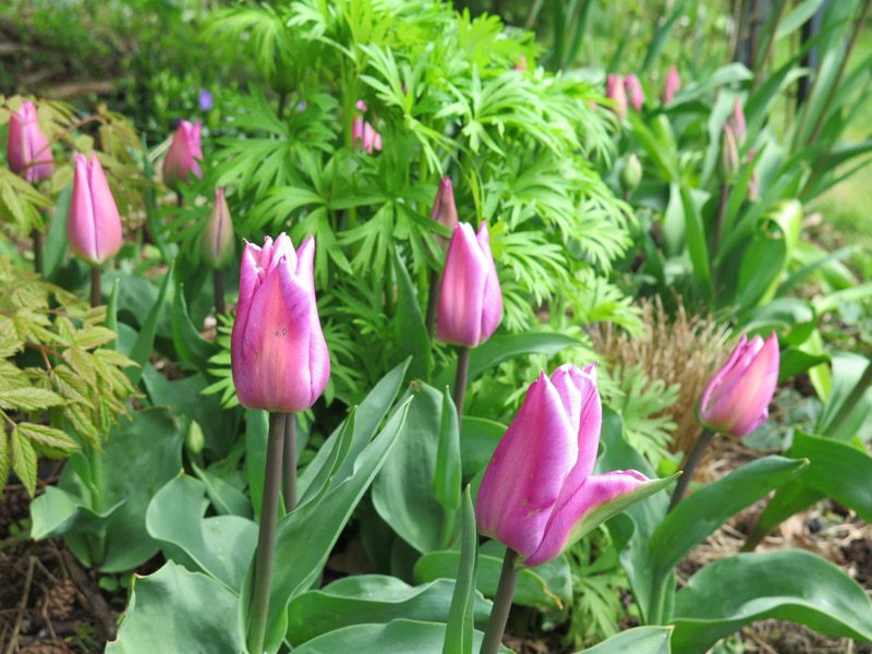 Tulipa Pink Surprise-1
