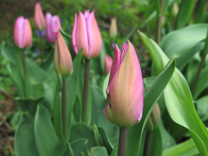 Tulipa Pink Surprise-8