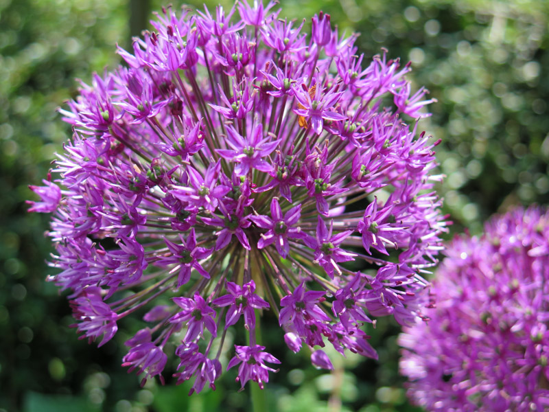 Allium aflatunense Purple Sensation-33