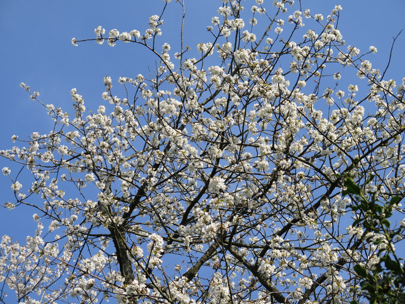 Prunus avium-30