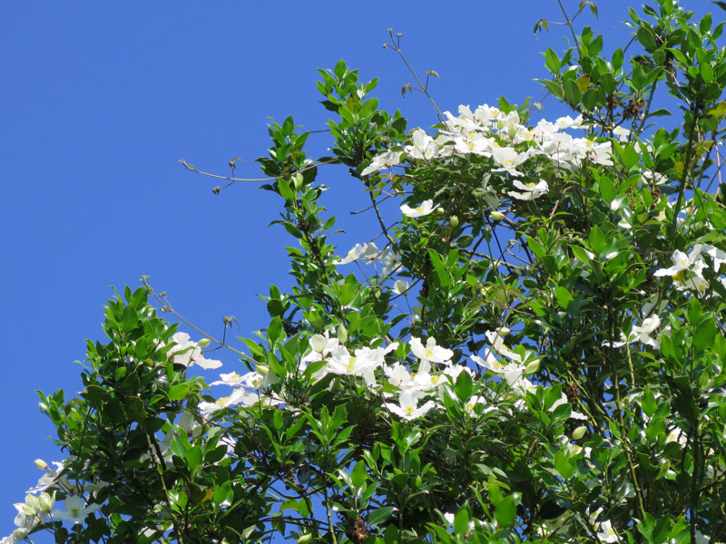 Clematis montana Grandiflora-24
