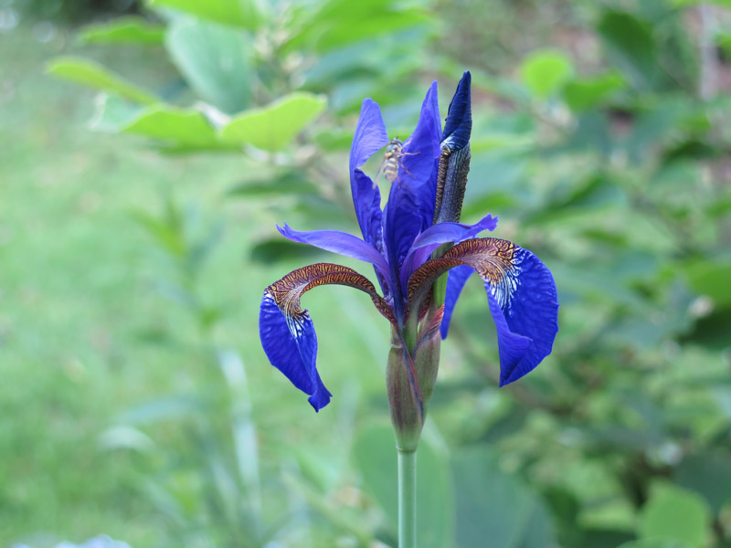 Iris sibirica-10