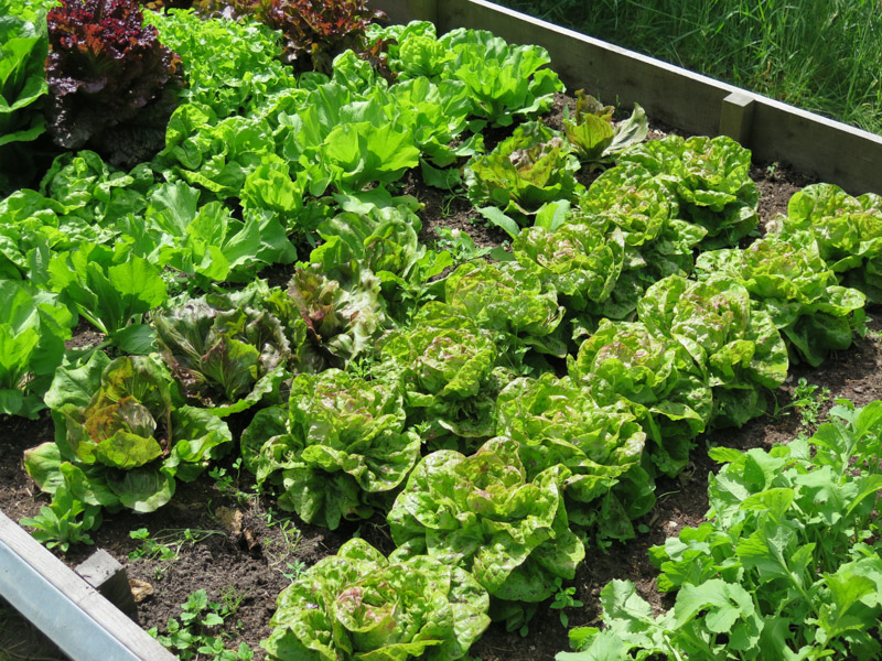 Salatbed 16-6
