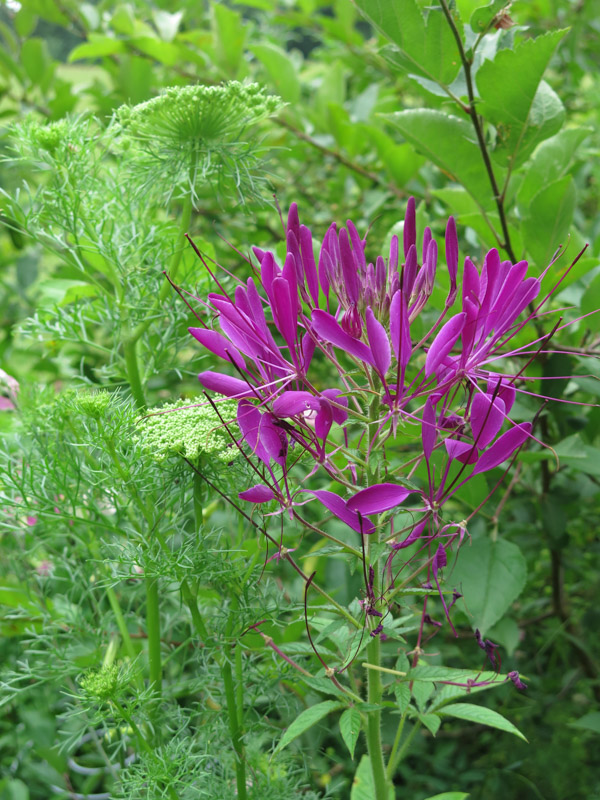 Cleome spinosa Violet Queen-7