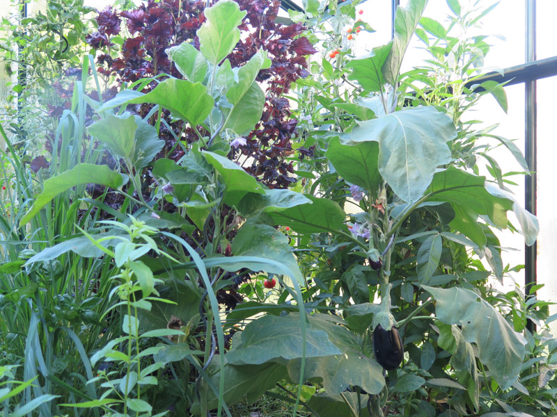 Solanum melongena-11