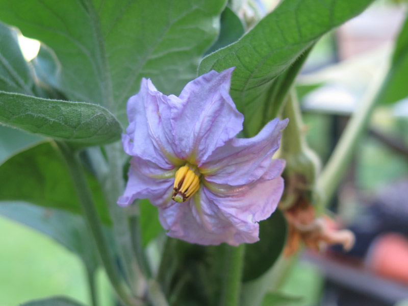 Solanum melongena-9