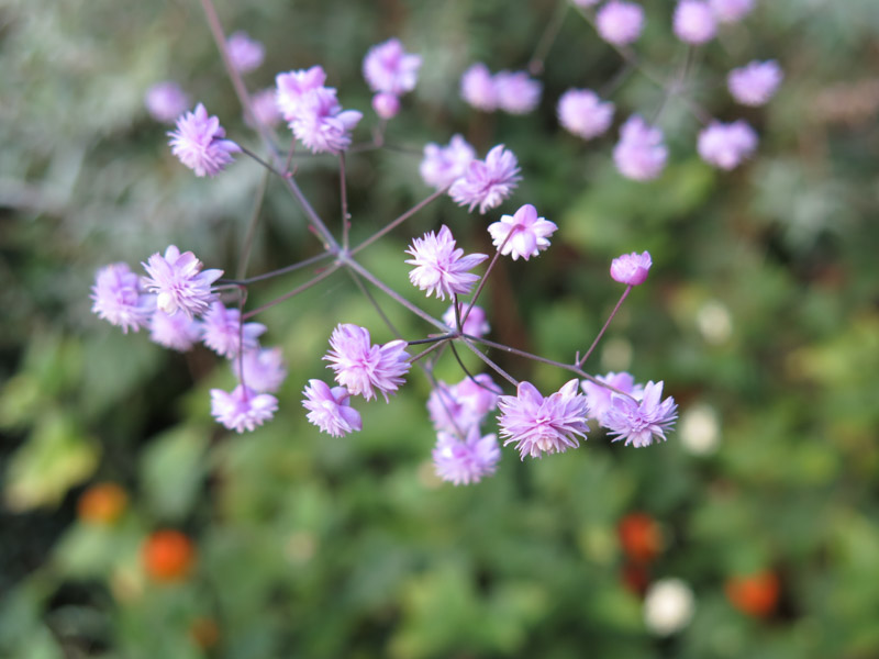 Thalictrum delavayi Hewitts Double-10