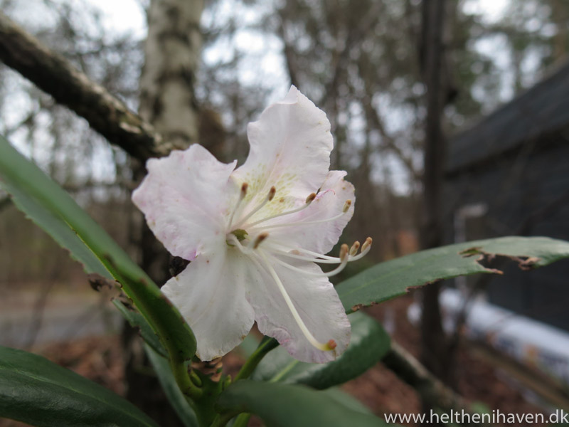 rhododendron-cunninghams-white-15