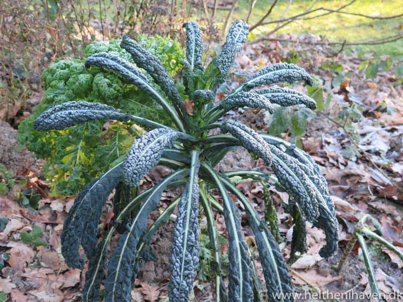 brassica-oleracea-palmifolia-35